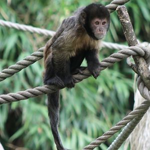 Yellow-breasted capuchin