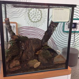 Southern Angle-headed Dragon enclosure