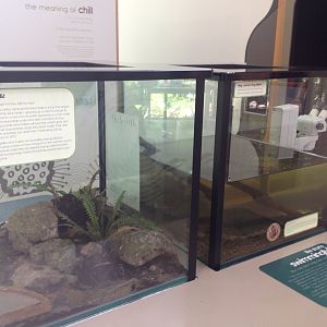 Land Mullet and Tadpole enclosures