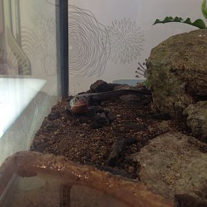 Land Mullet (Bellatorias major)