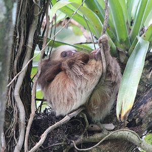 Hoffman's 2-toed Sloth - Mar 2019