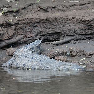 American Crocodile - Mar 2019