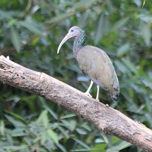 Green Ibis - Mar 2019