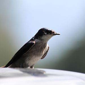 Mangrove Swallow - Mar 2019