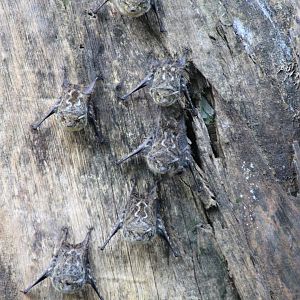 Proboscis bat - Mar 2019