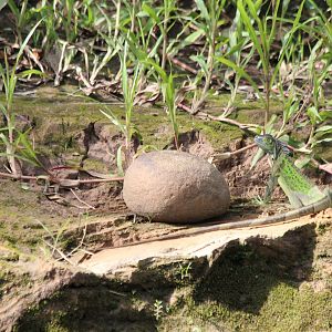 Young Green Iguana - Mar 2019
