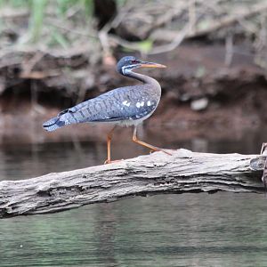 Sunbittern - Mar 2019