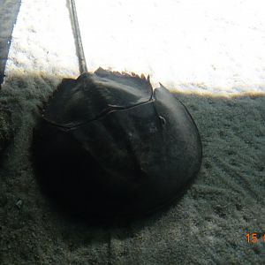 Two Oceans Aquarium 15.4.19