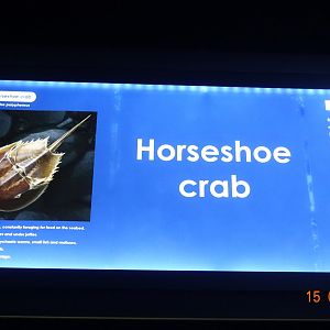 Two Oceans Aquarium 15.4.19