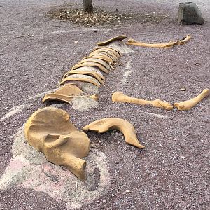 Fake Elephant Skeleton