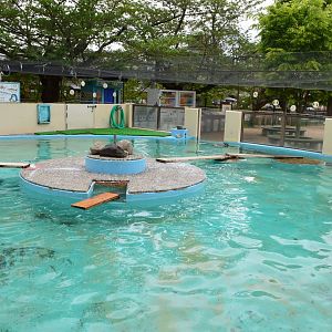 African Penguin Pool
