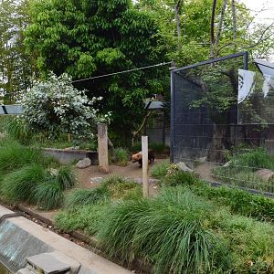 Bush Dog Enclosure