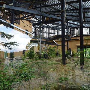 Gorilla Enclosure Outdoors