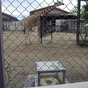 Meerkat Tunnel in Giraffes