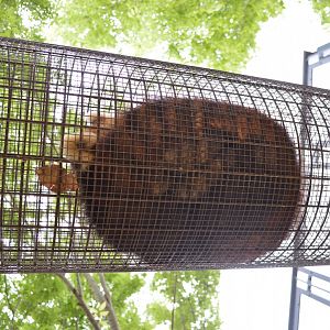 Red Panda Tunnel