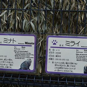 Tanuki Signage