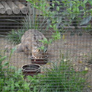 Tsushima Leopard Cat