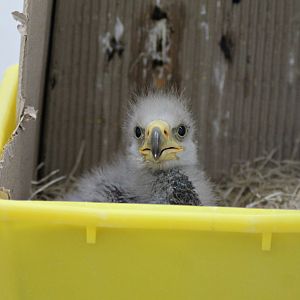 Steller's sea eagle (Haliaeetus pelagicus) hatched April 16th -19