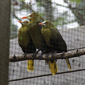 Green oropendola (Psarocolius viridis)