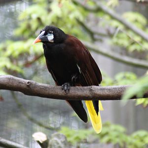 Montezuma oropendola (Psarocolius montezuma)