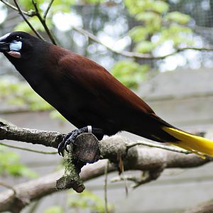Montezuma oropendola (Psarocolius montezuma)