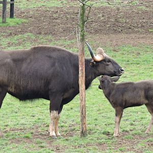 Gaur with Calf