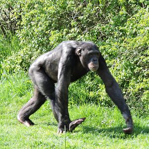 Chimp In Motion