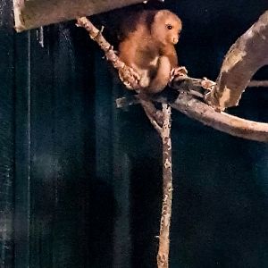 Common Spotted cuscus (Spilocuscus maculatus)
