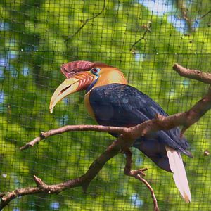 Sulawesi knobbed hornbill (Rhyticeros cassidix)