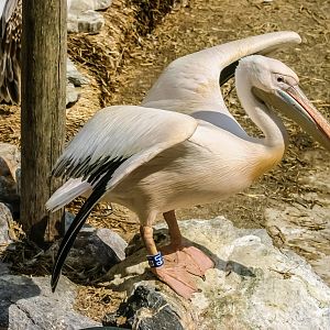 Great white pelican (Pelecanus onocrotalus)