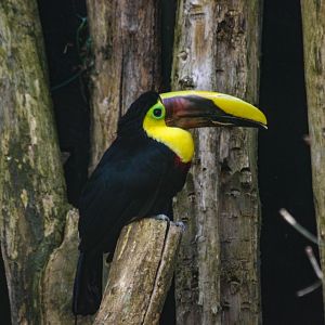 White-throted toucan (Ramphastos tucanus)