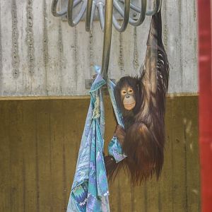 Bornean orangutan (Pongo pygmaeus)