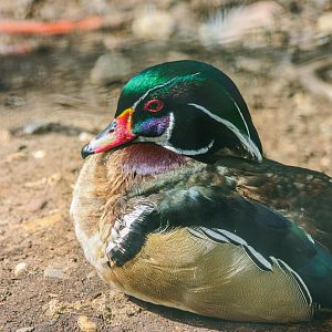 Wood duck (Aix sponsa)