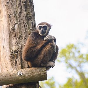 Lar gibbon (Hylobates lar)