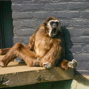 Lar gibbon (Hylobates lar)