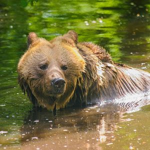 European brown bear (Ursus arctos arctos)