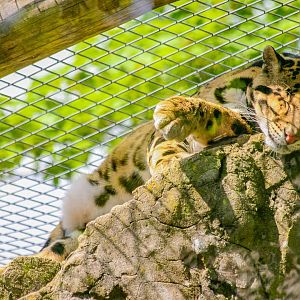 Indochinese clouded leopard (Neofelis nebulosa nebulosa)
