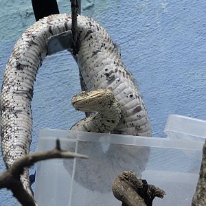 How to move a puff adder