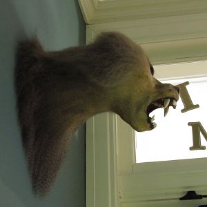 Hamadryas Baboon Side