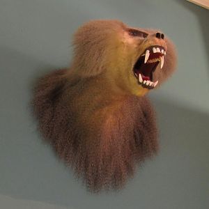 Hamadryas Baboon Underside