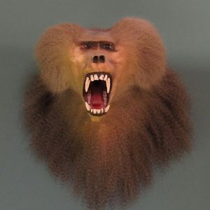 Hamadryas Baboon Front