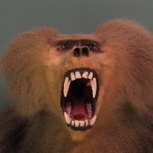 Hamadryas Baboon Front Closeup