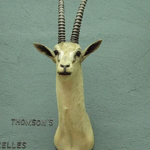 Thomson's Gazelle