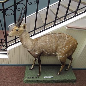 Bushbuck Side