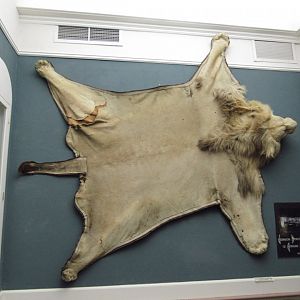 Lion Skin