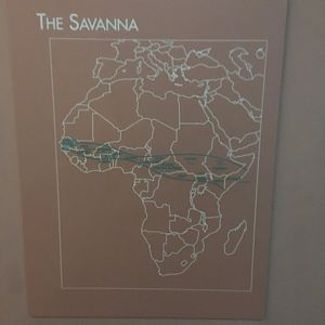 Savanna Label