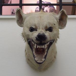 Spotted Hyena