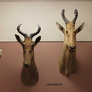 Red & Coke's Hartebeest