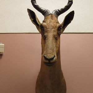 Red Hartebeest Front