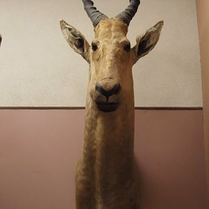 Coke's Hartebeest Front